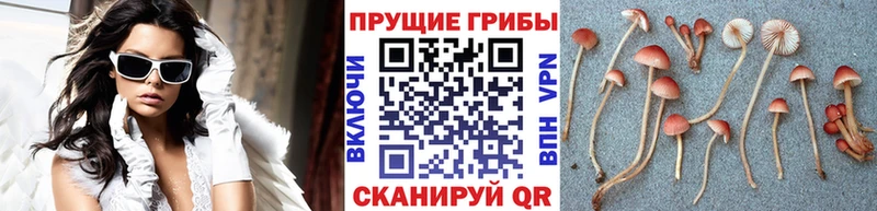 Псилоцибиновые грибы Psilocybe  Димитровград 